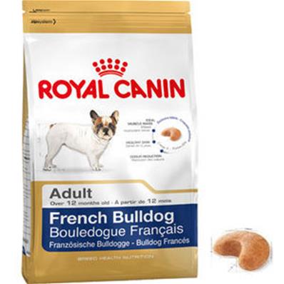 French Bulldog Adult