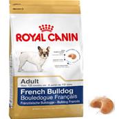 French Bulldog Adult