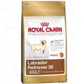 Labrador Retriever Adult 12kg