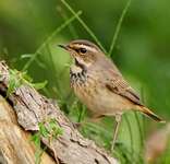 Alimentation oiseaux de jardin