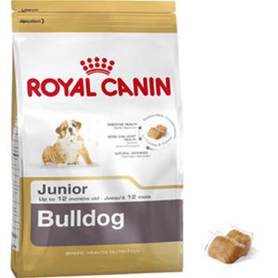 Bulldog Anglais Junior 12kg